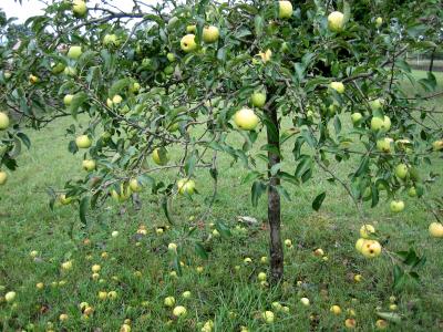 Image : Pomme - Pommier