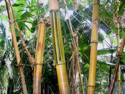 Photo : Pousse bambou 