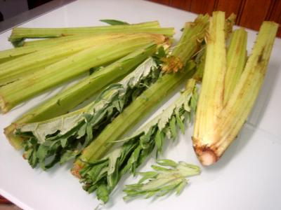Photo : plant de cardon