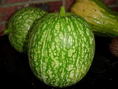 Image : Courge