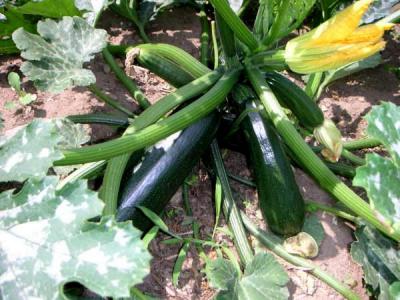 Photograph: zucchini seedling