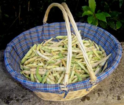 Image : Haricots à écosser  - Haricots à écosser