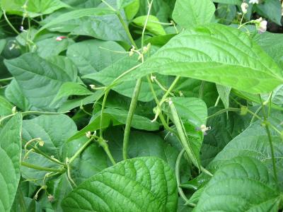Image : Haricots verts