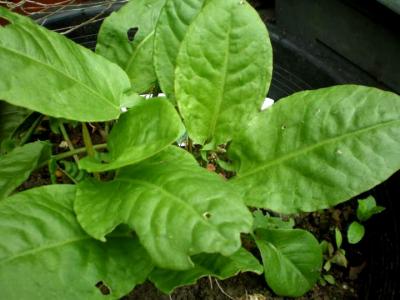 Photo : Vitamine B2
