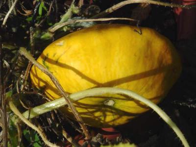 Photo : Pâtisson