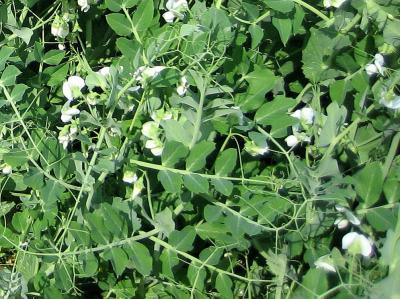 Image : Petit pois  - Plants de petits pois