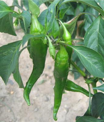 Image : Piment  - Piments