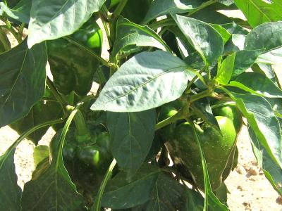 Photograph: Bell pepper