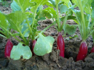 Image : Radis - Plants de radis