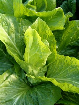 Image : Chicorée - plant de chicorée