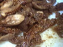 Salade de gambas - 4.2