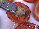 Tomates à la Provençale - 1.1