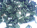 Salade aux pignons - 4.3