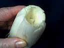 Salade de coquillettes - 4.1