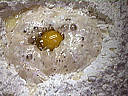 Pain brioché aux rillettes - 3.2