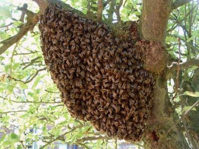 Image : Miel  - Les abeilles