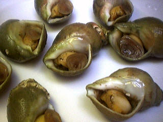 Image : Bulot, buccin - des bûlots ou buccin