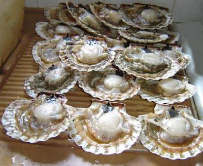 Image : Coquille Saint-Jacques - Coquilles saint Jacques