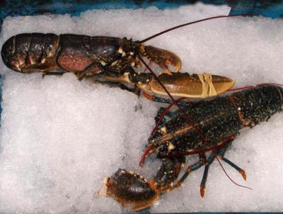 Photo : Homards