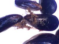 Moule