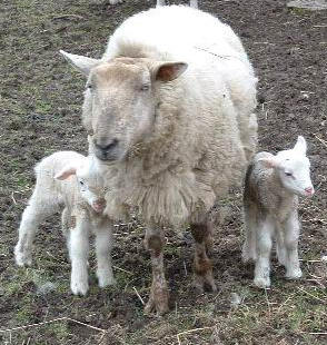 Image : Agneau - famille agneau