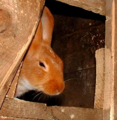 Image : Lapin  - Un lapin