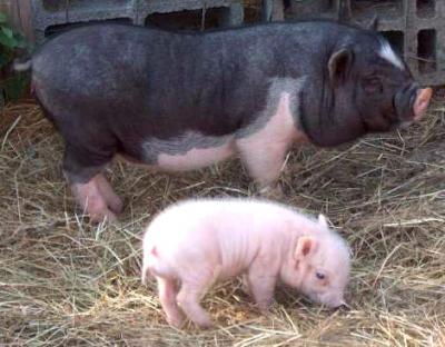 Photograph: pig