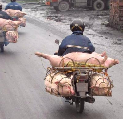 Photo : Transport de porc en moto