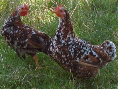 Image : Poule, femelle de gallinacés - Poules