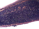 Soupe de melon - 2.3