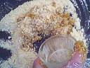 Pizza aux rillettes - 5.1