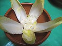 Restes de langue en salade - 2.1
