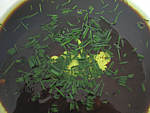 Marinade façon chinoise - 3.1