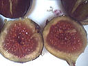 Liqueur de figues - 1.2
