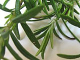 Velouté crémeux aux herbes - 4.3