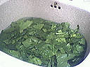 Terrine de merlu - 3.3