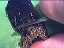 Moules aux carottes - 3.2