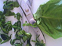Saumon en papillotes - 5.1