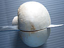 Langue de veau - 12.1