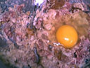 Tomates farcies - 2.2
