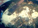 Tarte aux broutes - 7.1