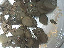 Salade de fromages - 8.3