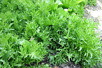Salade de châtaignes - 3.1