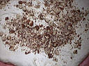 Pain aux noisettes - 13.1