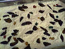 Gâteau de Grand'mère - 11.1