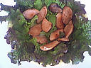 Salade au cervelas - 5.2