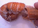 Foie gras aux langoustines - 9.1