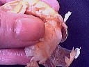 Foie gras aux langoustines - 9.2