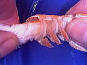 Foie gras aux langoustines - 10.1