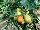 Image : Tomate (Roma ou olivette)